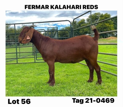 1X Kalahari Red Flock Doe Fermar Kalahari Reds