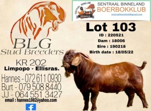 1X Kalahari Red Flock Buck BLG Stud Breeders