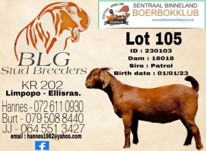 1X Kalahari Red Stud Doe BLG Stud Breeders