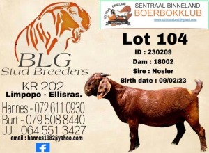 1X Kalahari Red Flock Doe BLG Stud Breeders