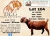 1X Kalahari Red Flock Doe BLG Stud Breeders