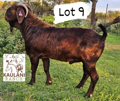 1X Kalahari Red Flock Buck Kaulani Ranch