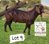 1X Kalahari Red Flock Buck Kaulani Ranch - 2