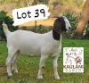 1X Boer Goat Stud Doe Kaulani Ranch