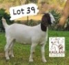 1X Boer Goat Stud Doe Kaulani Ranch