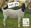 1X Boer Goat Stud Doe Kaulani Ranch - 2