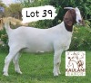 1X Boer Goat Stud Doe Kaulani Ranch - 3