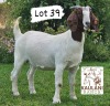 1X Boer Goat Stud Doe Kaulani Ranch - 4