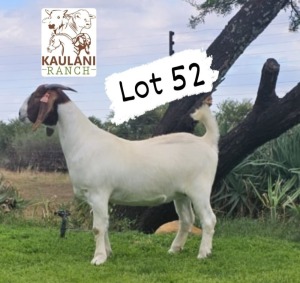 1X Boer Goat PREGNANT Flock Doe Kaulani Ranch