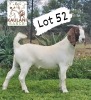 1X Boer Goat PREGNANT Flock Doe Kaulani Ranch - 2