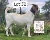 1X Boer Goat PREGNANT Flock Doe Kaulani Ranch - 3