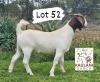 1X Boer Goat PREGNANT Flock Doe Kaulani Ranch - 4