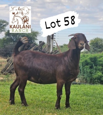 1X Kalahari Red PREGNANT Stud Doe Kaulani Ranch