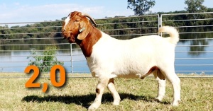 LOT 2 2 X RAM GREYLING BOERBOKSTOET KUDDE\FLOCK