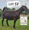 1X Kalahari Red PREGNANT Stud Doe Kaulani Ranch - 3