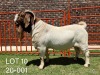 1X Boer Goat Stud Buck Pelser Boerbokstoet