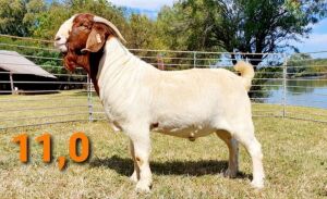 LOT 11 1 X BOERBOK RAM GREYLING BOERBOKSTOET KUDDE\FLOCK