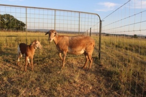 1X OOI met lam/EWE with lamb J Afrika - Mandla Seopela - 082 044 4712 - Mandla Seopela - 082 044 4712 (Highest Bidder may choose A, B or C of Lot round or take all - Pay per piece. Choice once per Lot round, Rest to take all)