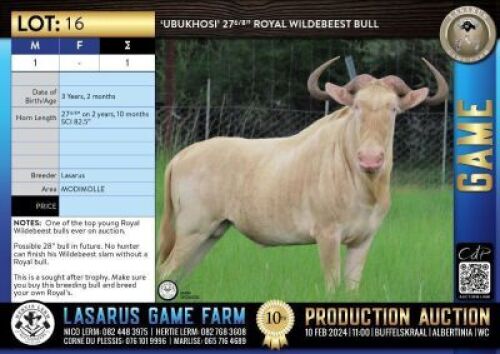1X UBUKHOSI' 27 6/8" Royal Wildebeest bull Lasarus Game Farm