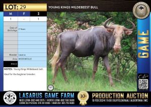 1X Young Kings Wildebeest bull Lasarus Game Farm