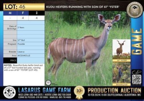 4X Kudu heifers running with a son of 61" 'YSTER' Lasarus Game Farm (Pay per Animal)