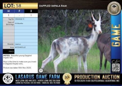 1X Dappled Impala ram Lasarus Game Farm