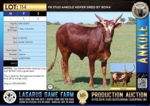 1X FB Stud Ankole heifer sired by 'BONA' Lasarus Game Farm