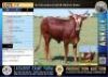 1X FB Stud Ankole heifer sired by 'BONA' Lasarus Game Farm