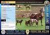 1+1X Stud registered Cape Lob Ear ewe Lasarus Game Farm