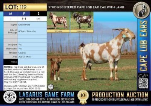 1+1X Stud registered Cape Lob Ear ewe Lasarus Game Farm