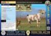 1+1X Stud registered Cape Lob Ear ewe Lasarus Game Farm