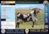 1X Stud registered Cape Lob Ear ram 'STORM' Lasarus Game Farm