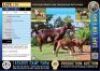 1+2X Stud registered Cape Lob Ear ewe Lasarus Game Farm
