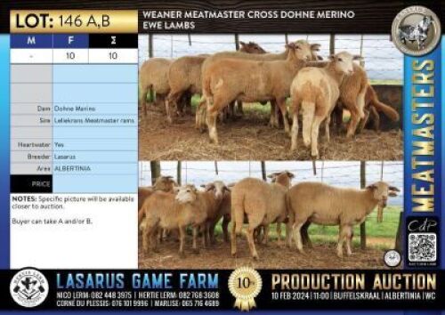 10x Weaner Meatmaster cross Dohne Merino ewe lambs Lasarus Game Farm (Pay per Animal)