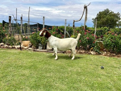 1X BOER GOAT FLOCK DOE Drie Ramme Boerbokstoet