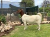 1X BOER GOAT FLOCK DOE Drie Ramme Boerbokstoet