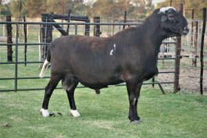 1X RAM B3 Genetics - Charles Freeme - 074 207 0007