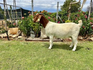 1X BOER GOAT FLOCK DOE Drie Ramme Boerbokstoet