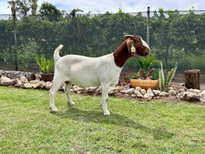 1X BOER GOAT FLOCK DOE Drie Ramme Boerbokstoet