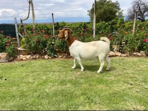 1X BOER GOAT FLOCK DOE Drie Ramme Boerbokstoet