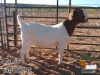 1X BOER GOAT PREGNANT STUD DOE JH Gouws Boerbokstoet - 3