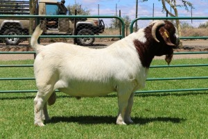 1X BOER GOAT FLOCK BUCK PW Botha