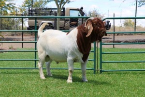 1X BOER GOAT FLOCK BUCK PW Botha