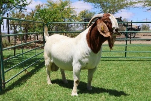WITHDRAWN - 1X BOER GOAT BUCK PW Botha