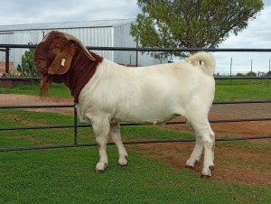 1X BOER GOAT FLOCK BUCK Kameeldoring Boerbok Stoet