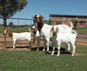 1+3X BOER GOAT FLOCK DOE Kameeldoring Boerbok Stoet