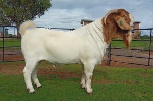 1X BOER GOAT FLOCK BUCK Kameeldoring Boerbok Stoet