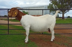 1X BOER GOAT STUD DOE Kameeldoring Boerbok Stoet