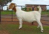 1X BOER GOAT STUD DOE Kameeldoring Boerbok Stoet