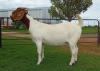 1X BOER GOAT FLOCK DOE Kameeldoring Boerbok Stoet